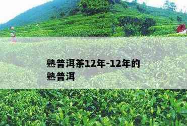 熟普洱茶12年-12年的熟普洱