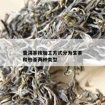 普洱茶按加工方法分为生茶和熟茶两种类型