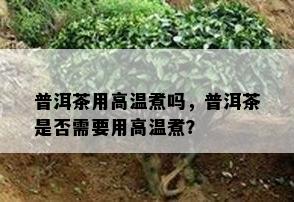 普洱茶用高温煮吗，普洱茶是不是需要用高温煮？