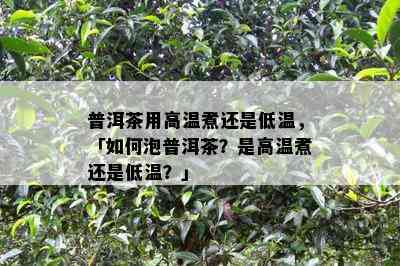 普洱茶用高温煮还是低温，「怎样泡普洱茶？是高温煮还是低温？」