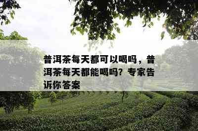 普洱茶每天都可以喝吗，普洱茶每天都能喝吗？专家告诉你答案