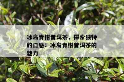 冰岛青柑普洱茶，探索特别的口感：冰岛青柑普洱茶的魅力