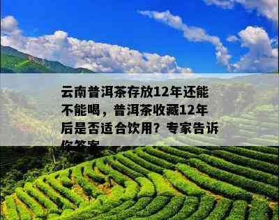 云南普洱茶存放12年还能不能喝，普洱茶收藏12年后是否适合饮用？专家告诉你答案