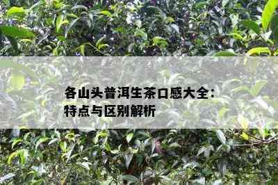 各山头普洱生茶口感大全：特点与区别解析