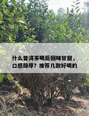 什么普洱茶喝后回味甘甜，口感醇厚？推荐几款好喝的