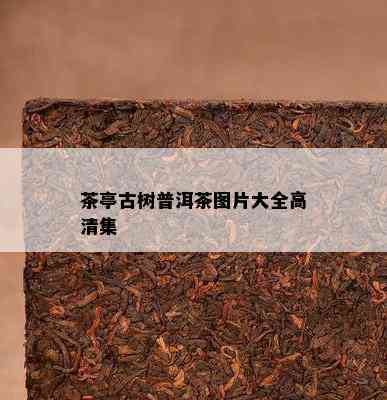 茶亭古树普洱茶图片大全高清集