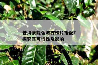 普洱茶能否与柠檬片搭配？探究其可行性及影响