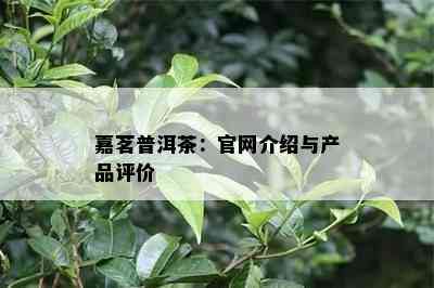 嘉茗普洱茶：官网介绍与产品评价