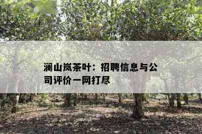 澜山岚茶叶：招聘信息与公司评价一网打尽