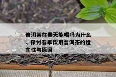 普洱茶在春天能喝吗为什么，探讨春季饮用普洱茶的适宜性与起因