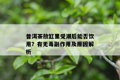 普洱茶放缸里受潮后能否饮用？有无副作用及原因解析