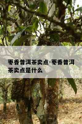 枣香普洱茶卖点-枣香普洱茶卖点是什么