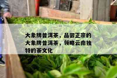 大象牌普洱茶，品尝正宗的大象牌普洱茶，领略云南独特的茶文化