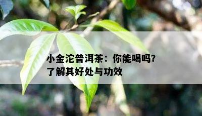 小金沱普洱茶：你能喝吗？了解其好处与功效