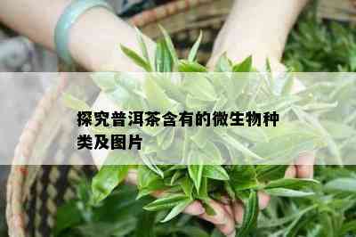 探究普洱茶含有的微生物种类及图片