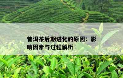 普洱茶后期进化的起因：作用因素与过程解析