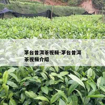 茅台普洱茶视频-茅台普洱茶视频介绍