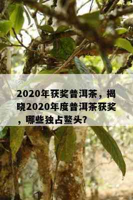 2020年获奖普洱茶，揭晓2020年度普洱茶获奖，哪些独占鳌头？