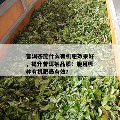 普洱茶施什么有机肥效果好，提升普洱茶品质：施用哪种有机肥最有效？