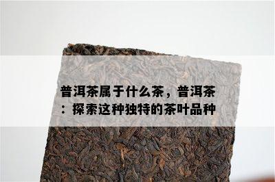 普洱茶属于什么茶，普洱茶：探索这类特别的茶叶品种