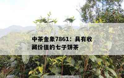 中茶金象7861：具有收藏价值的七子饼茶