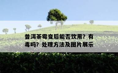 普洱茶霉变后能否饮用？有吗？解决方法及图片展示