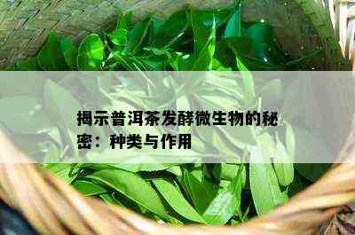 揭示普洱茶发酵微生物的秘密：种类与作用