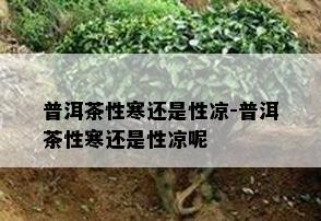 普洱茶性寒还是性凉-普洱茶性寒还是性凉呢