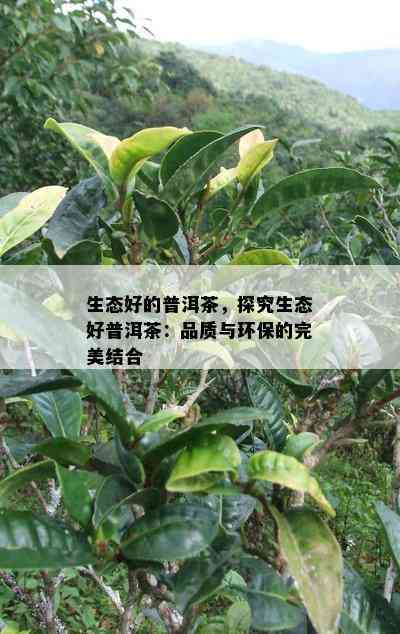 生态好的普洱茶，探究生态好普洱茶：品质与环保的完美结合