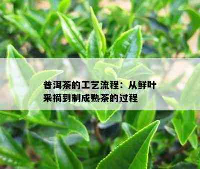 普洱茶的工艺流程：从鲜叶采摘到制成熟茶的过程