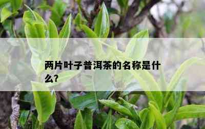 两片叶子普洱茶的名称是什么？