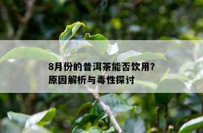 8月份的普洱茶能否饮用？原因解析与性探讨