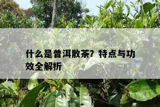 什么是普洱散茶？特点与功效全解析