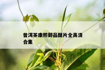 普洱茶康熙御品图片全高清合集