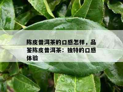 陈皮普洱茶的口感怎样，品鉴陈皮普洱茶：特别的口感体验