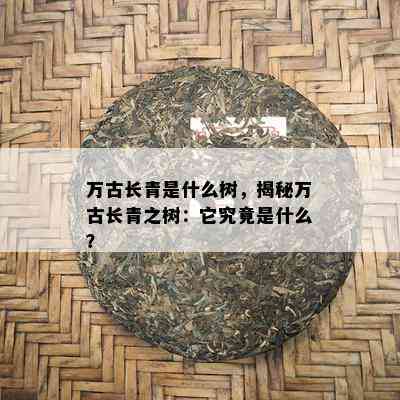 万古长青是什么树，揭秘万古长青之树：它究竟是什么？