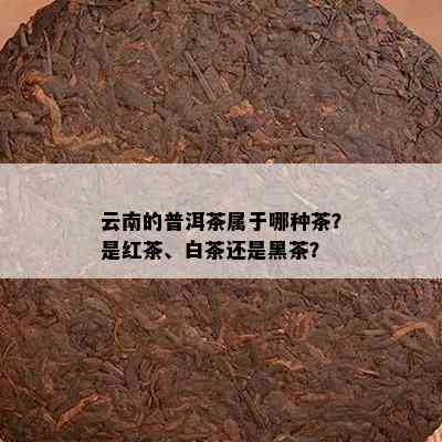 云南的普洱茶属于哪种茶？是红茶、白茶还是黑茶？