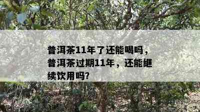 普洱茶11年了还能喝吗，普洱茶过期11年，还能继续饮用吗？