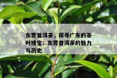 东莞普洱茶，探寻广东的茶叶瑰宝：东莞普洱茶的魅力与历史