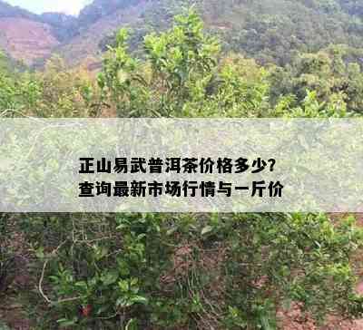 正山易武普洱茶价格多少？查询最新市场行情与一斤价