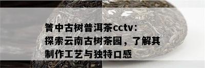 箐中古树普洱茶cctv：探索云南古树茶园，了解其制作工艺与独特口感