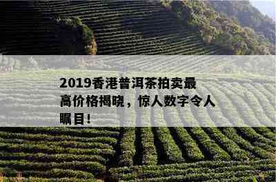 2019普洱茶拍卖更高价格揭晓，惊人数字令人瞩目！