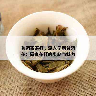 普洱茶茶杆，深入了解普洱茶：探索茶杆的奥秘与魅力