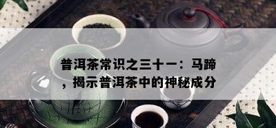 普洱茶常识之三十一：马蹄，揭示普洱茶中的神秘成分