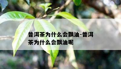 普洱茶为什么会飘油-普洱茶为什么会飘油呢