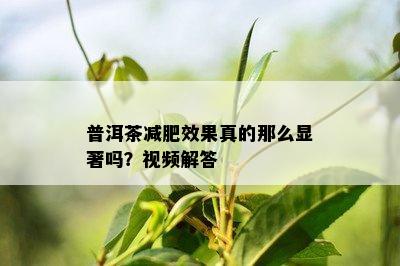 普洱茶减肥效果真的那么显著吗？视频解答