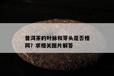 普洱茶的叶脉和芽头是不是相同？求相关图片解答