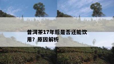 普洱茶17年后是否还能饮用？原因解析