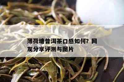 薄荷塘普洱茶口感怎样？网友分享评测与图片