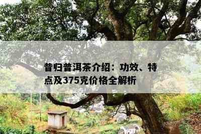 昔归普洱茶介绍：功效、特点及375克价格全解析